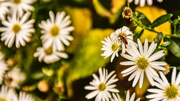 Eine kleine Käfer sitzt auf einer Blume im Garten.