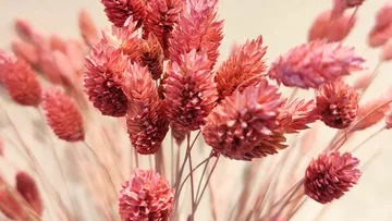 Pink spikes bloom, arranged decoratively against a light background.
