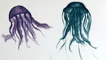 Two jellyfish swim surrounded by a white background.