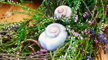 Two snails rest in colorful, green plant material.