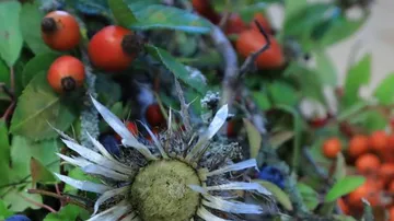 Faded flowers stand between colorful berries and leaves.