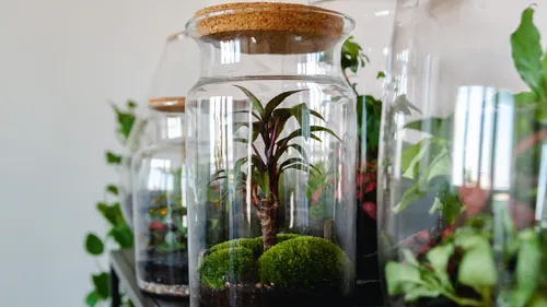 Glass container with plants that grow in live moss.