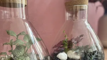 Glasbehälter mit Pflanzen, stehend auf einem Tisch vor Wand.