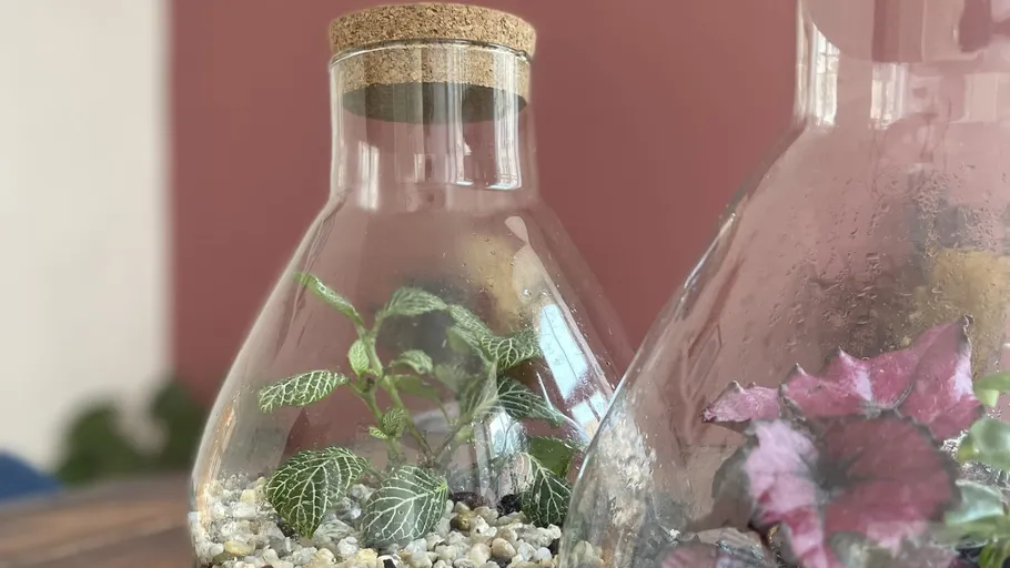 Glass container with plants filled with gravel in the interior.