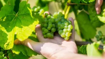 Grüner Traubenstrauch, Hand pflückt Trauben im Sonnenschein.