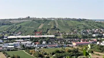 Hills with vines, including an urban landscape.