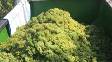 Grüner Traubenhaufen wird in einem Behälter gesammelt.
