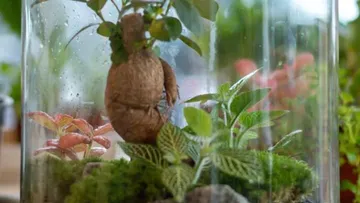 Glass ball shows plants that grow together in a terrarium.