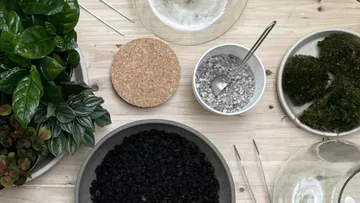 Green plants, gardening materials, arranged on a wooden table.
