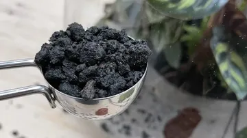 Spoon with black powder, next to a plant environment.