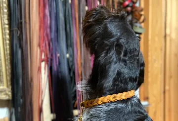 Hund steht mit Blick auf farbige Leinen im Hintergrund.