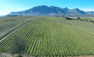 Rows of vines grow in front of a mountain panorama.