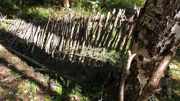 There is a fence made of branches in the forest next to a tree.