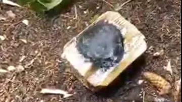 Black stone on a piece of wood surrounded by soil and leaves.