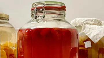 Wir brauen Kombucha