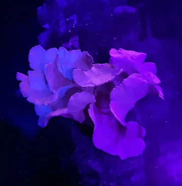 Colourful coral shimmers in dark, glowing water.