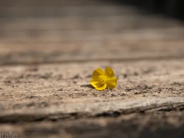 Yellow flower lies quietly on a wooden board.