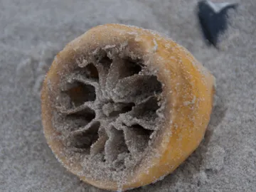 Round, sandy structure lies on the ground.