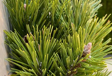 Green needles grow close to a small tree.