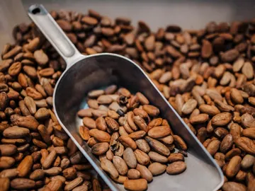 Metal scoop lifts cocoa beans out of a container.