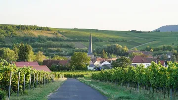 Grapevines grow as the road leads to church.