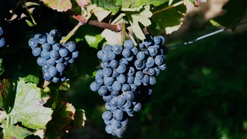Dark grapes grow on an outdoor vine plant.
