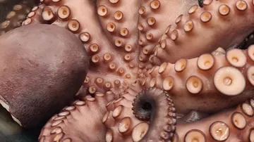 An octopus with tentacles is lying in a pot.