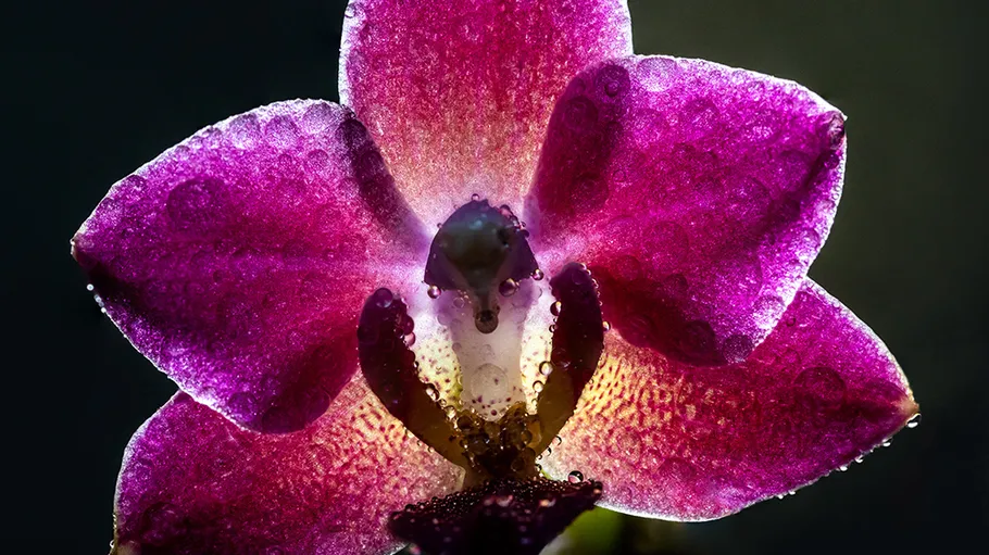 Purple flower with drops of water glows against a dark background.