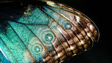 Butterfly wings reflect shimmering colors in the dark