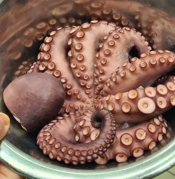 Octopus is lying in a metal container, feels alive.