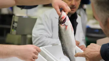 Fisch wird von Verkäufer in einem Markt gehalten.