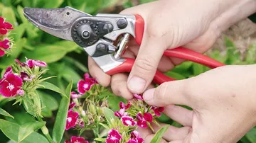A hand cuts flowers with a shovel in a garden.
