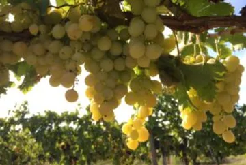 Grapes hang from vines, illuminated by sunlight.