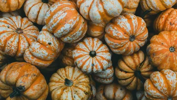 Pumpkins lie on top of each other, striped in orange and white, in a heap.