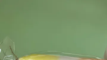 Gelbe Frucht liegt in Plastiktüte auf grünem Hintergrund.
