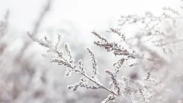 Frosty branches shine in a cold, foggy environment.
