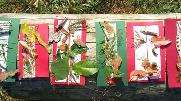 Plant materials arranged on colored strips of paper outdoors.