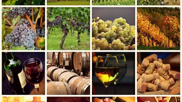 Grapes grow, are harvested to make wine in vineyards.