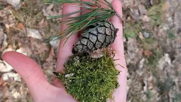 Eine Hand hält Tannenzapfen, Moos und einen Zweig.