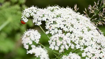 Marienkäfer sitzt auf einer blühenden weißen Pflanze im Freien.