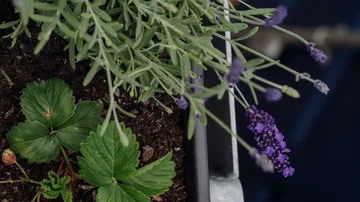 lavender