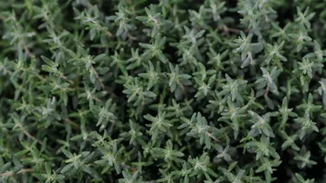 thyme