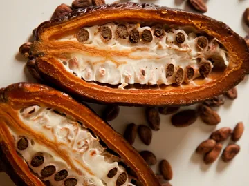 Two sliced cocoa pods show seeds in flesh.