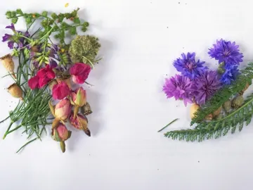 Colourful flowers and plants are arranged on a white background.
