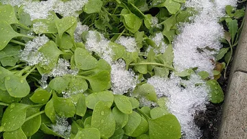 Winterpostelein