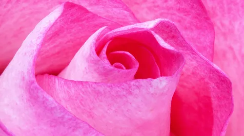 Roséfarbene Blüte entfaltet sich im sanften Licht.