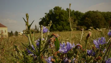 Lila Blumen wachsen im Feld neben Bäumen und einem Haus.
