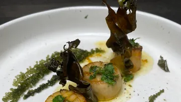 Scampi with seaweed and herbs served on a white plate.