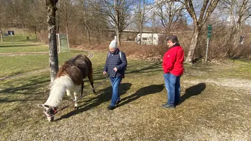 A woman walks in a park with a llama.