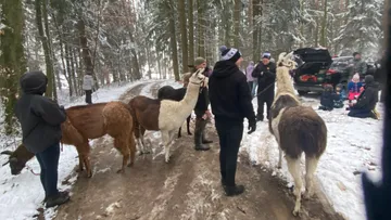 Llamas are standing on a snowy path, people watching.